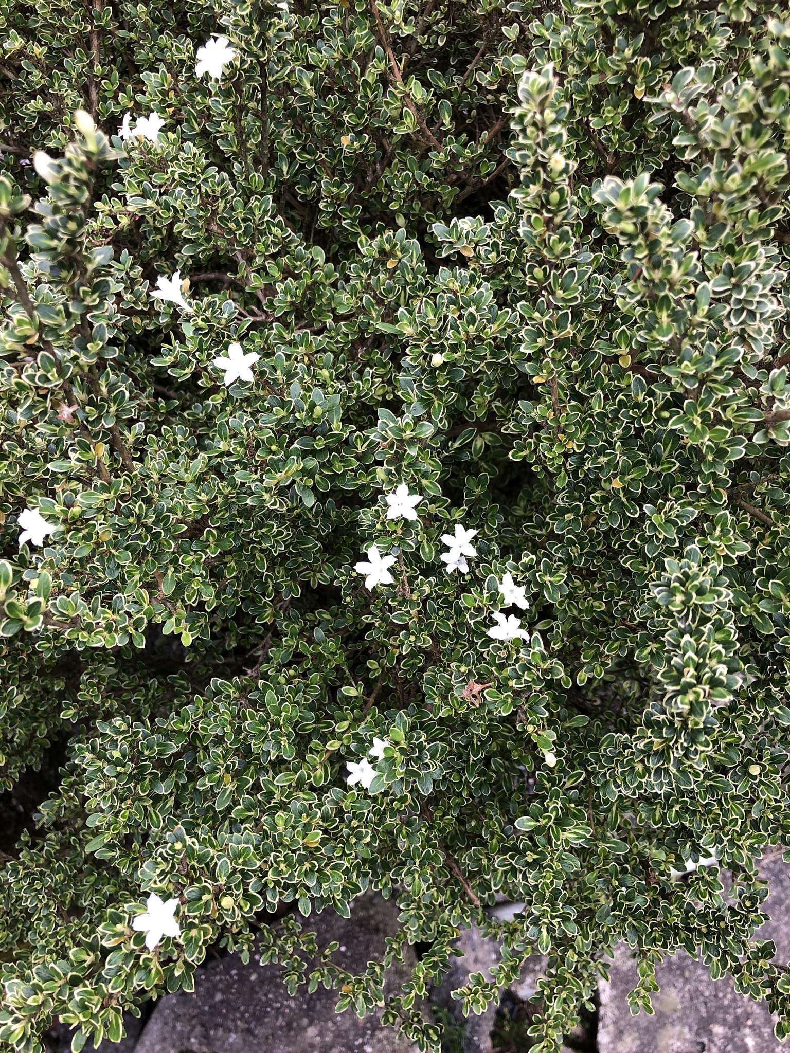 Serissa japonica — iNaturalist