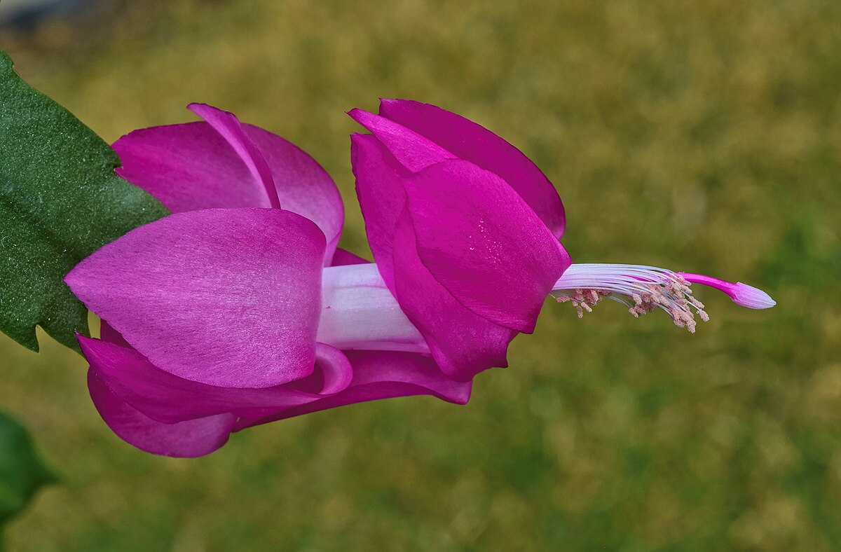 Schlumbergera buckleyi