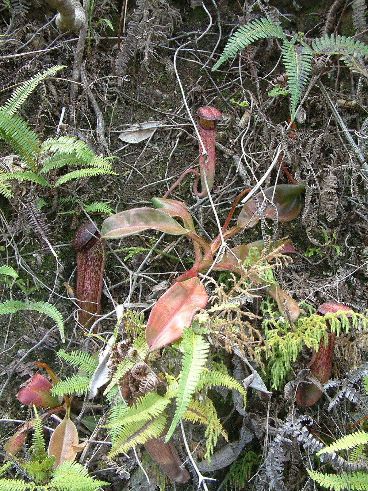 Nepenthes Klossii