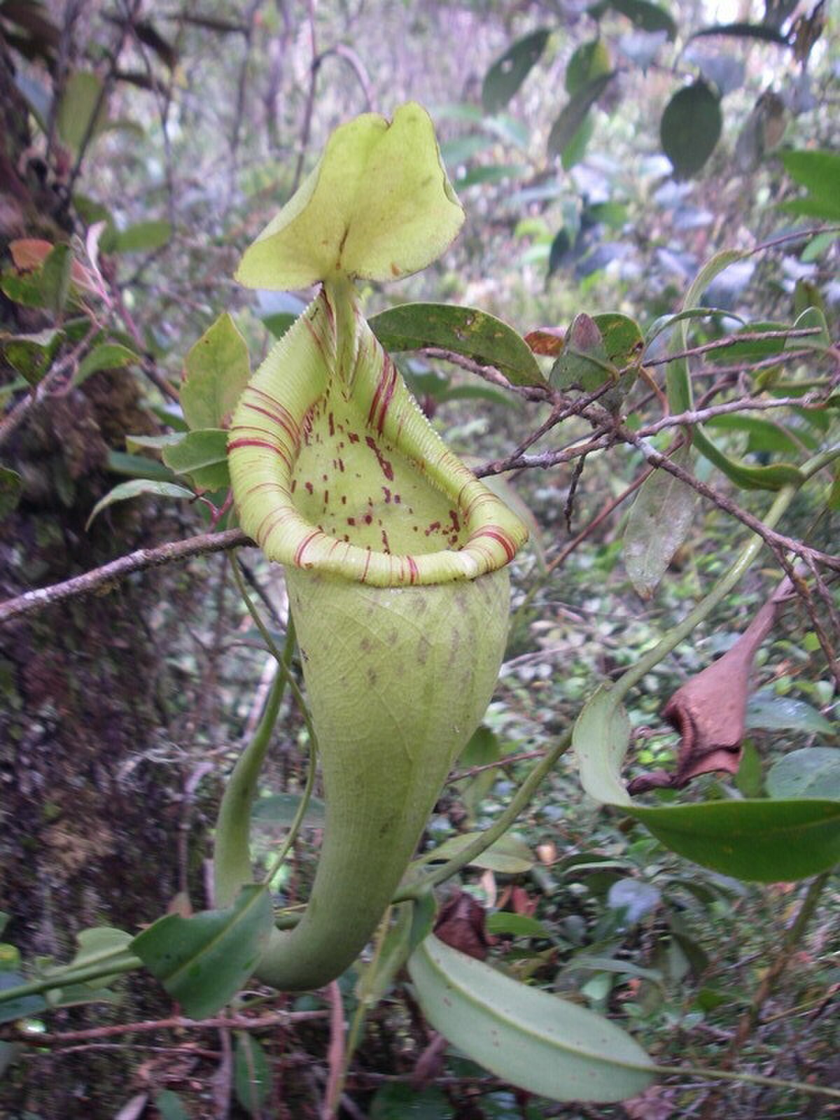 An upper pitcher of N. ovata