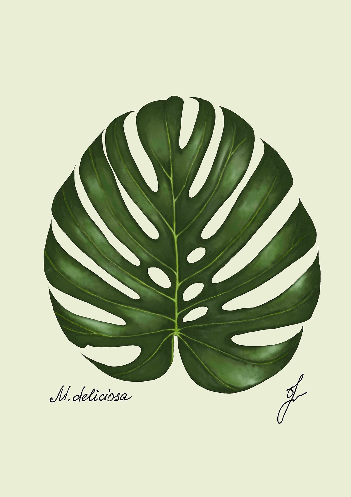 Monstera deliciosa