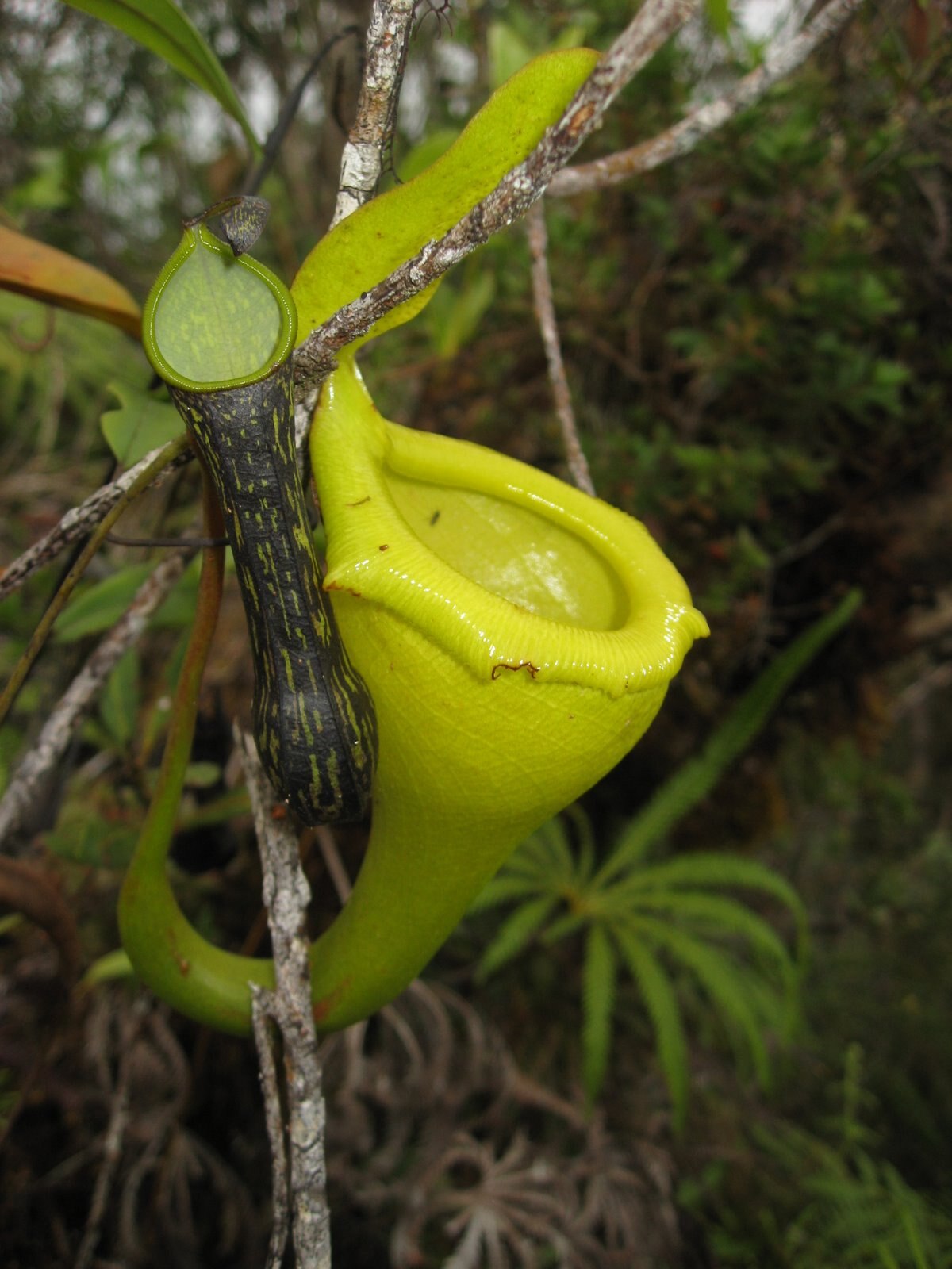 Nepenthes mikei