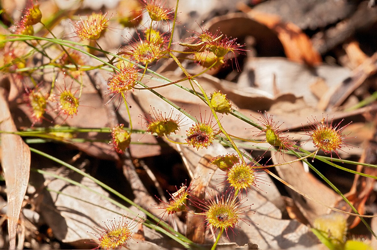 Drosera planchonii