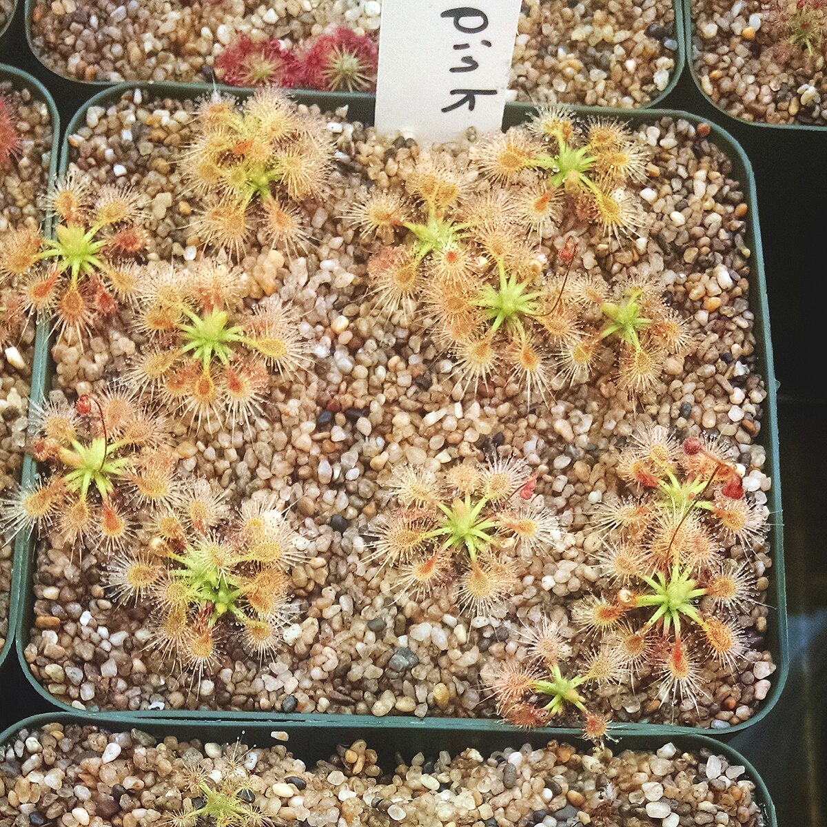 Drosera omissa