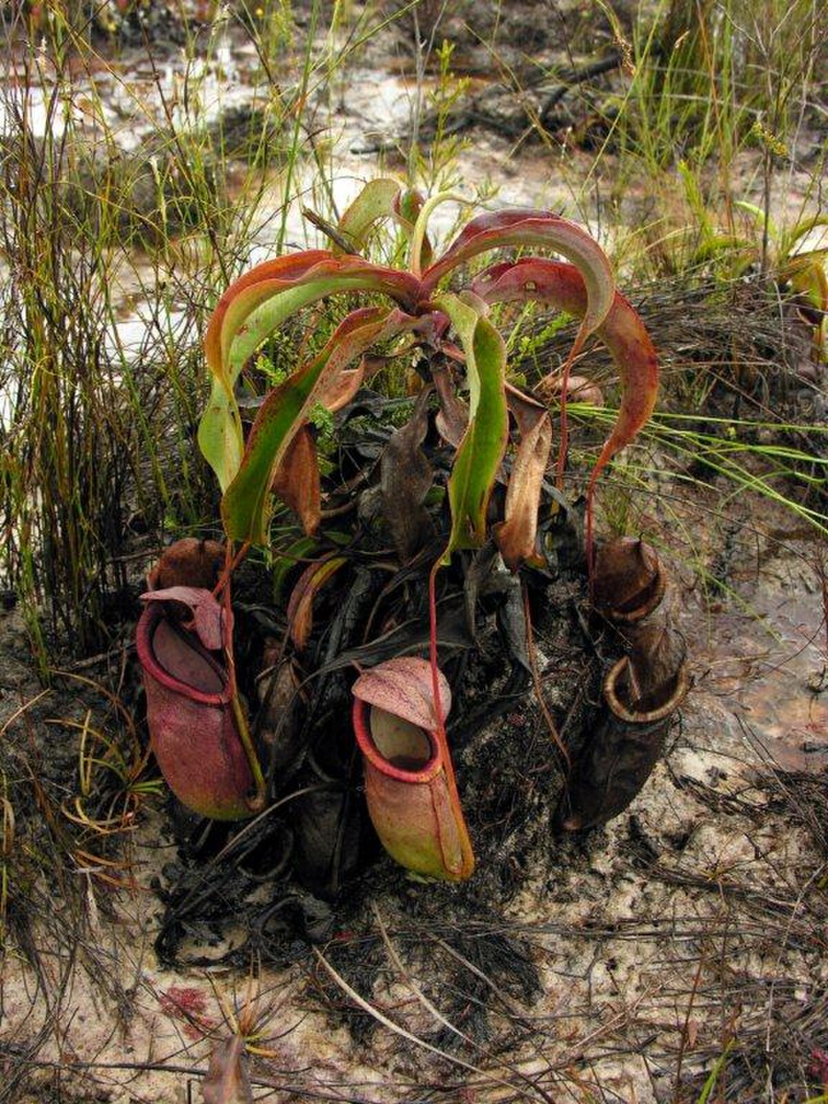 Nepenthes rowaniae