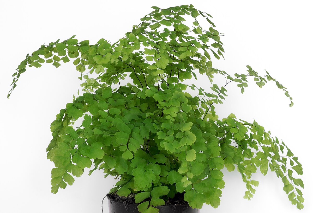 Adiantum raddianum