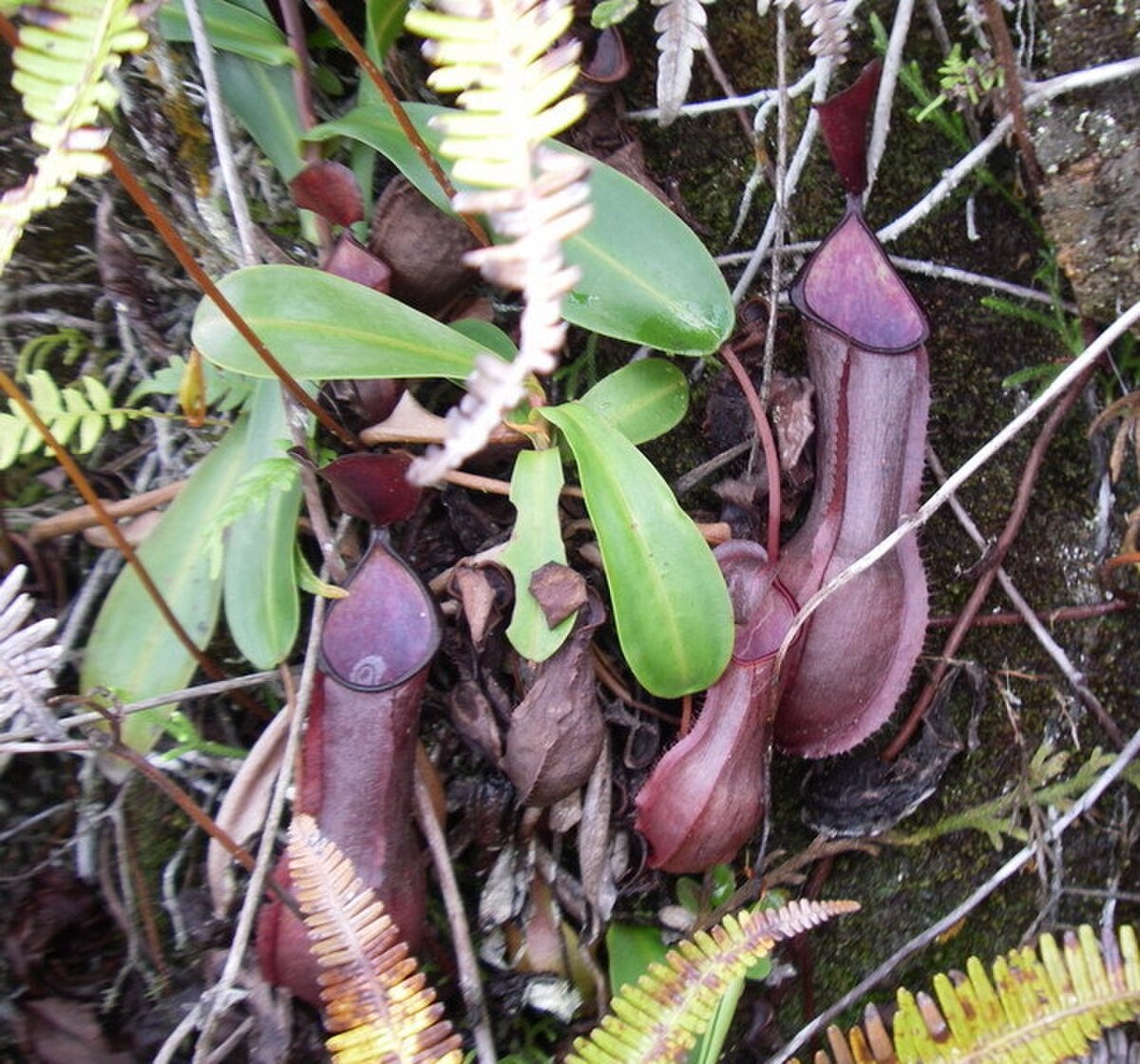 Nepenthes tobaica