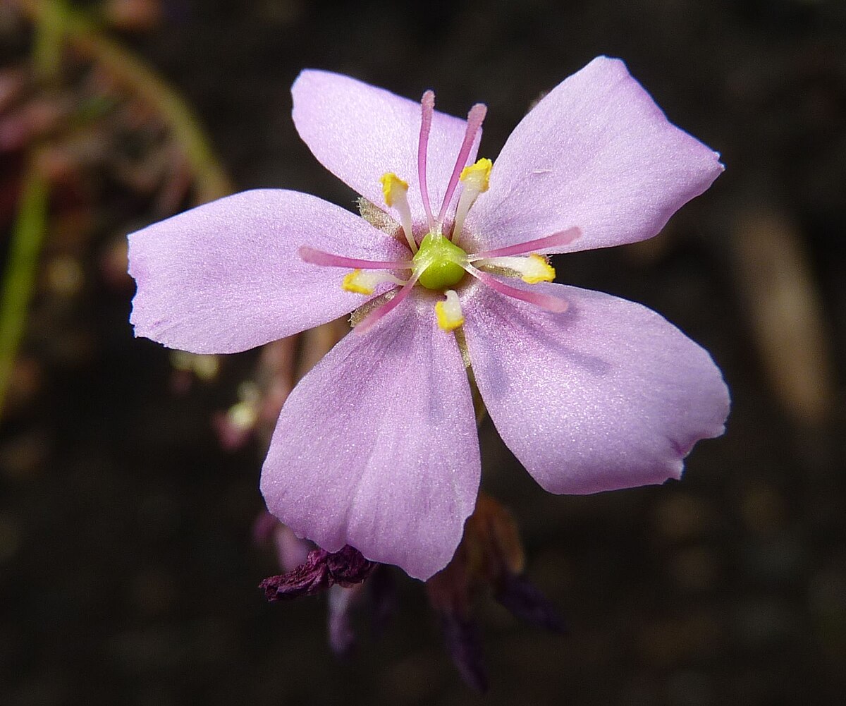 Drosera capensis