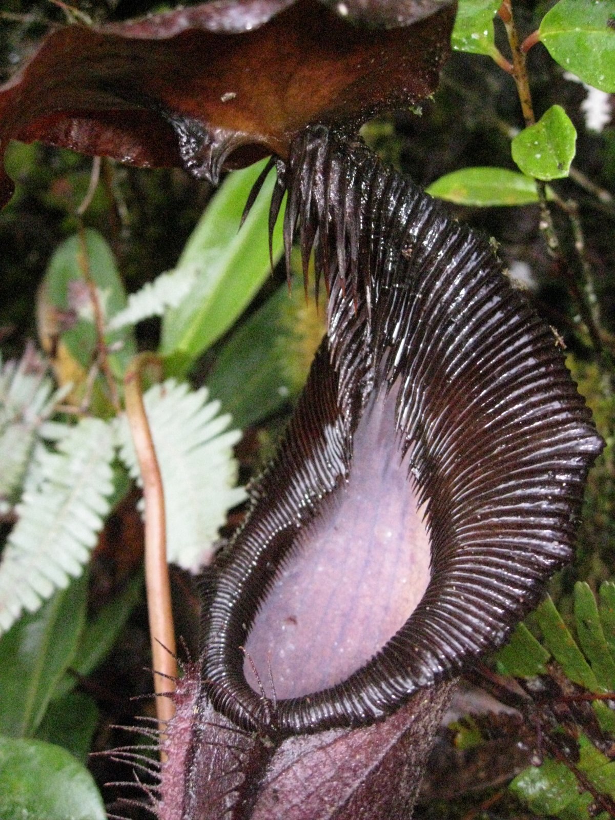 Nepenthes izumiae
