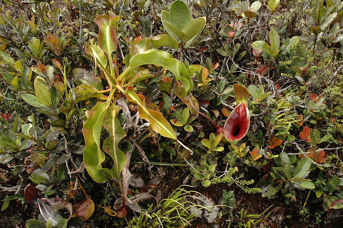 Nepenthes lowii growing amongst ridge-top vegetation on Mount Murud, Sarawak