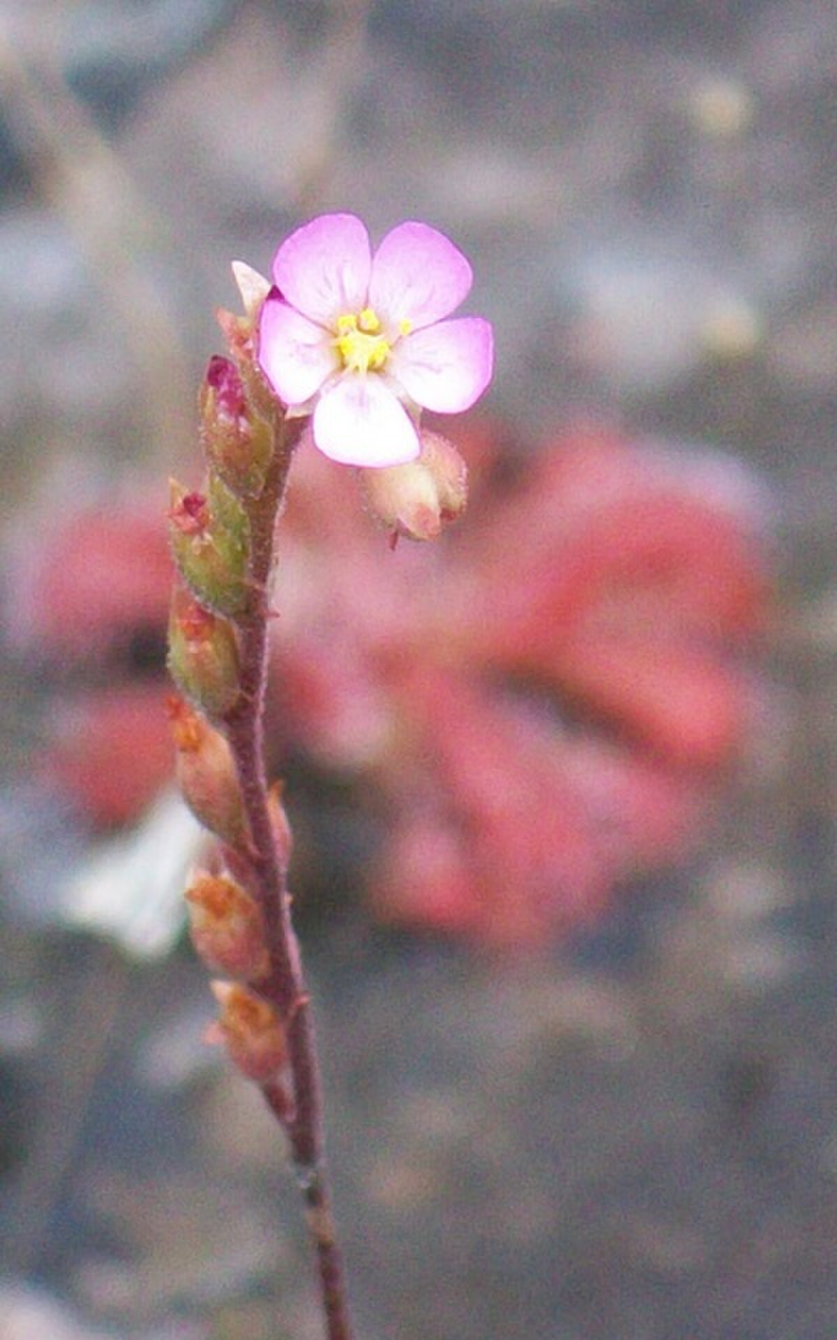 Drosera spatulata
