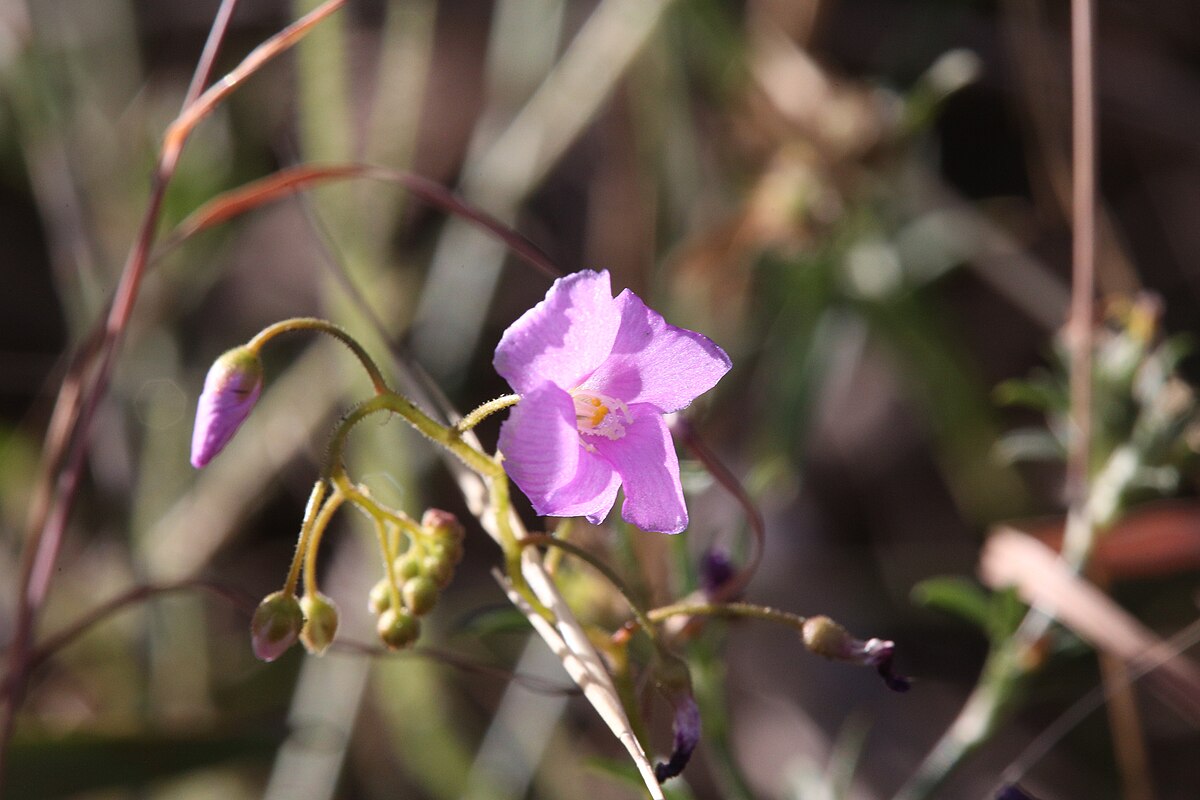 Drosera margaritacea