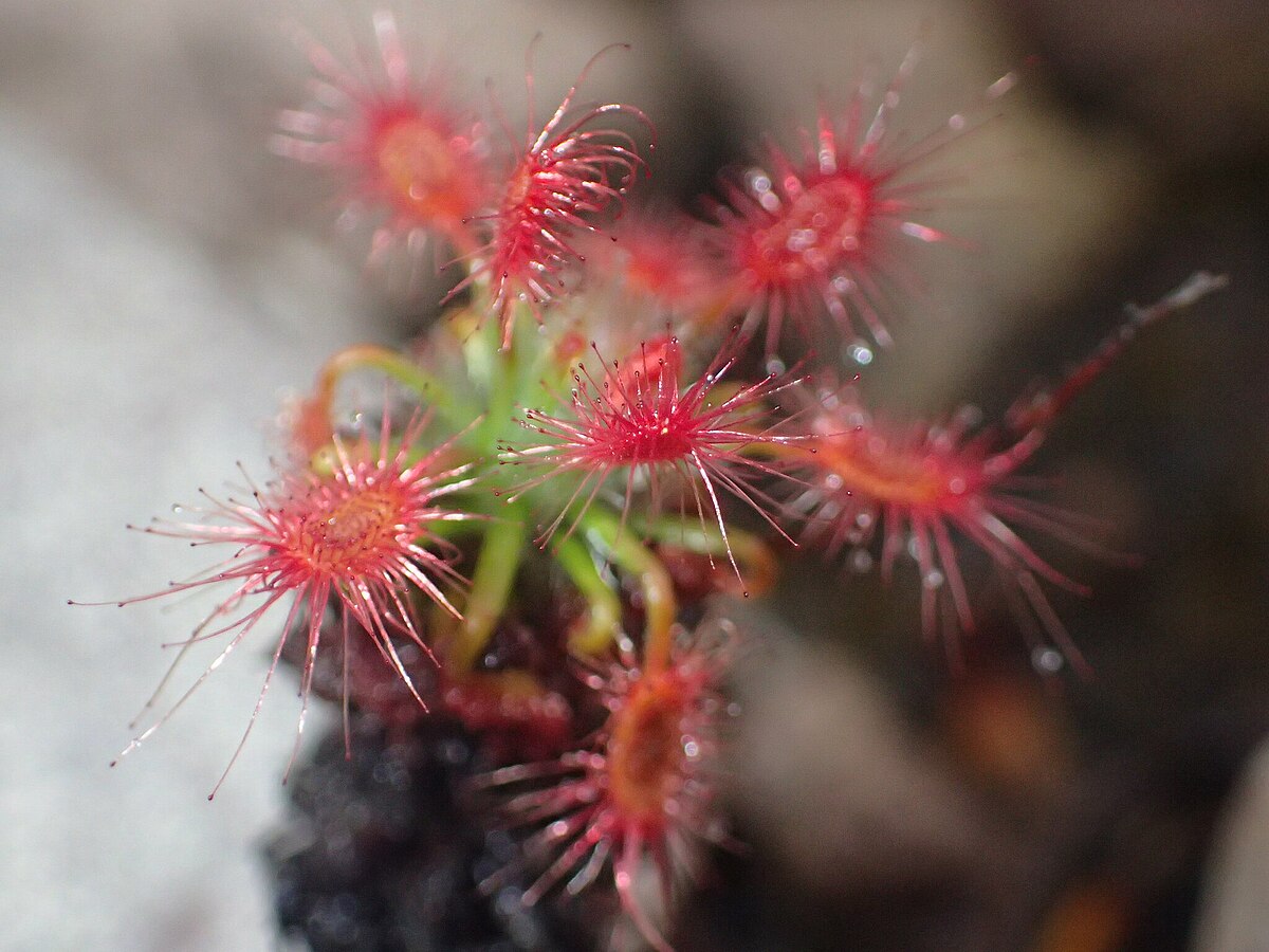 Drosera gibsonii
