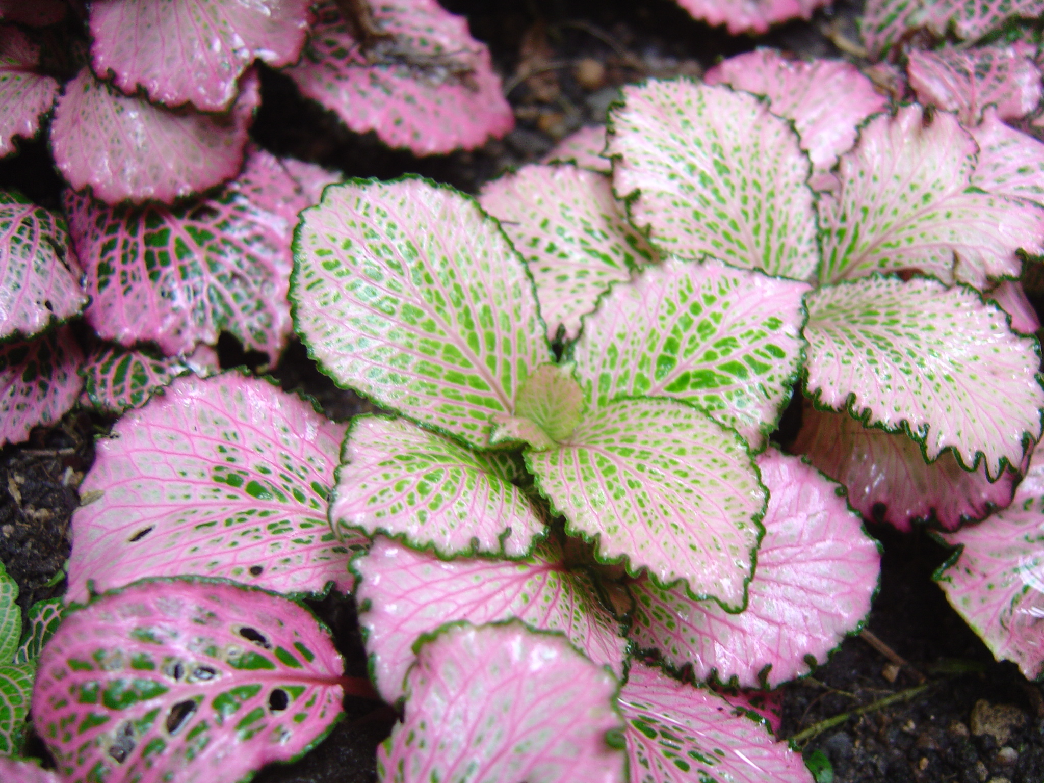 Fittonia