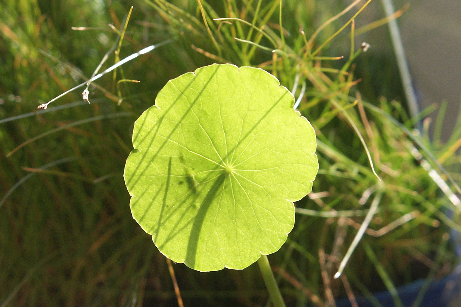 Hydrocotyle vulgaris