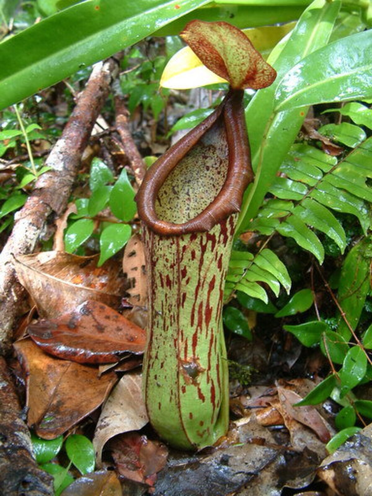 Nepenthes Biak