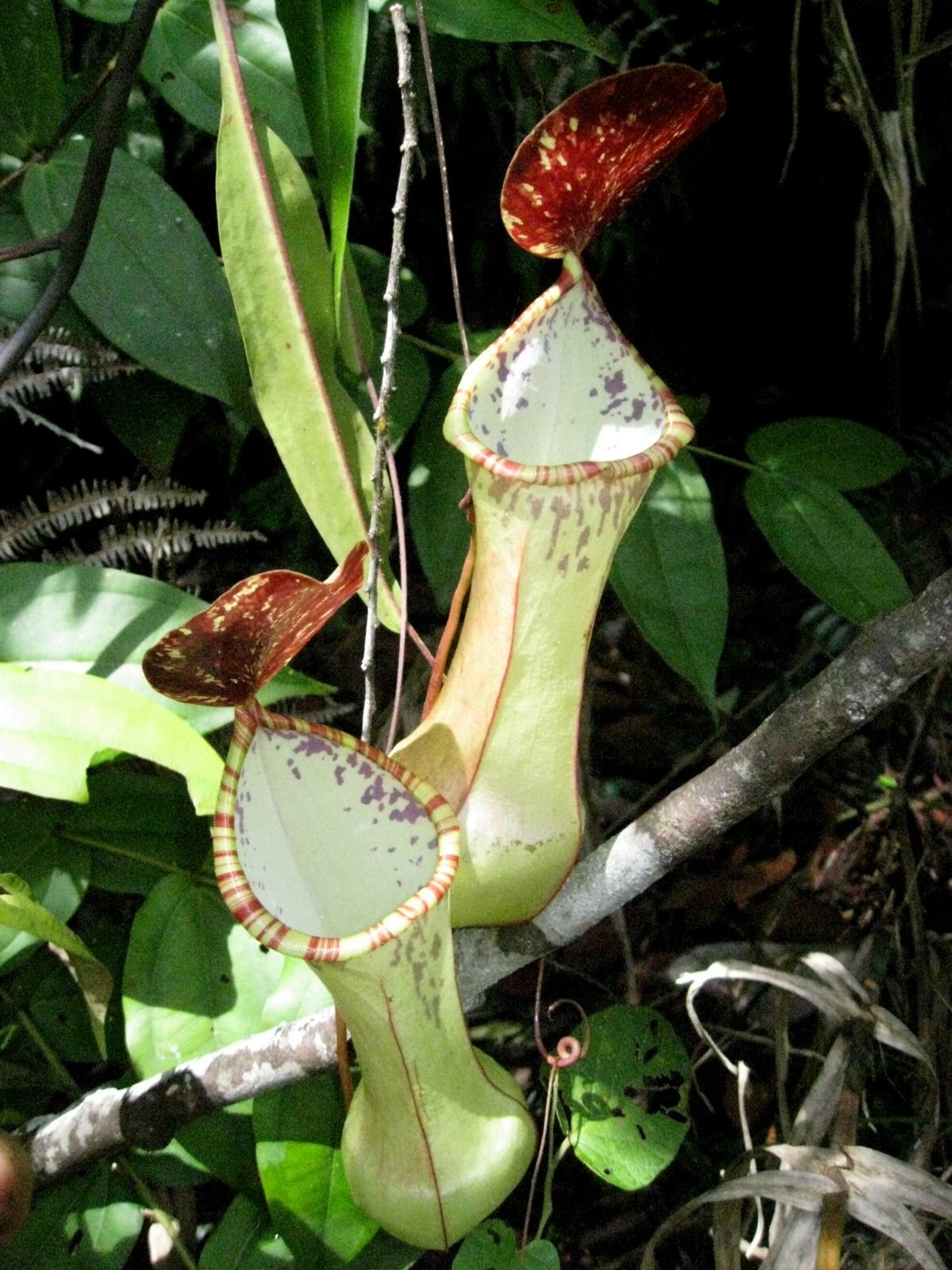 Nepenthes eustachya