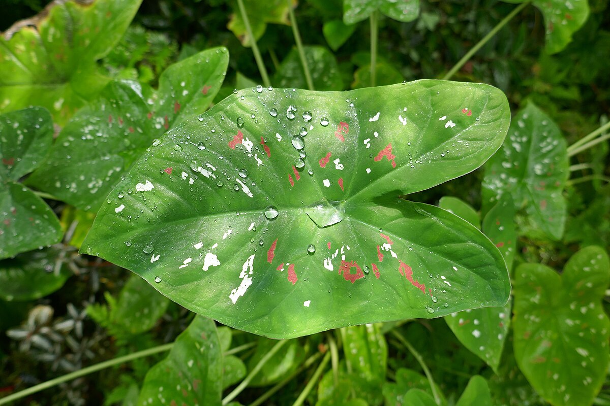 Caladium bicolor