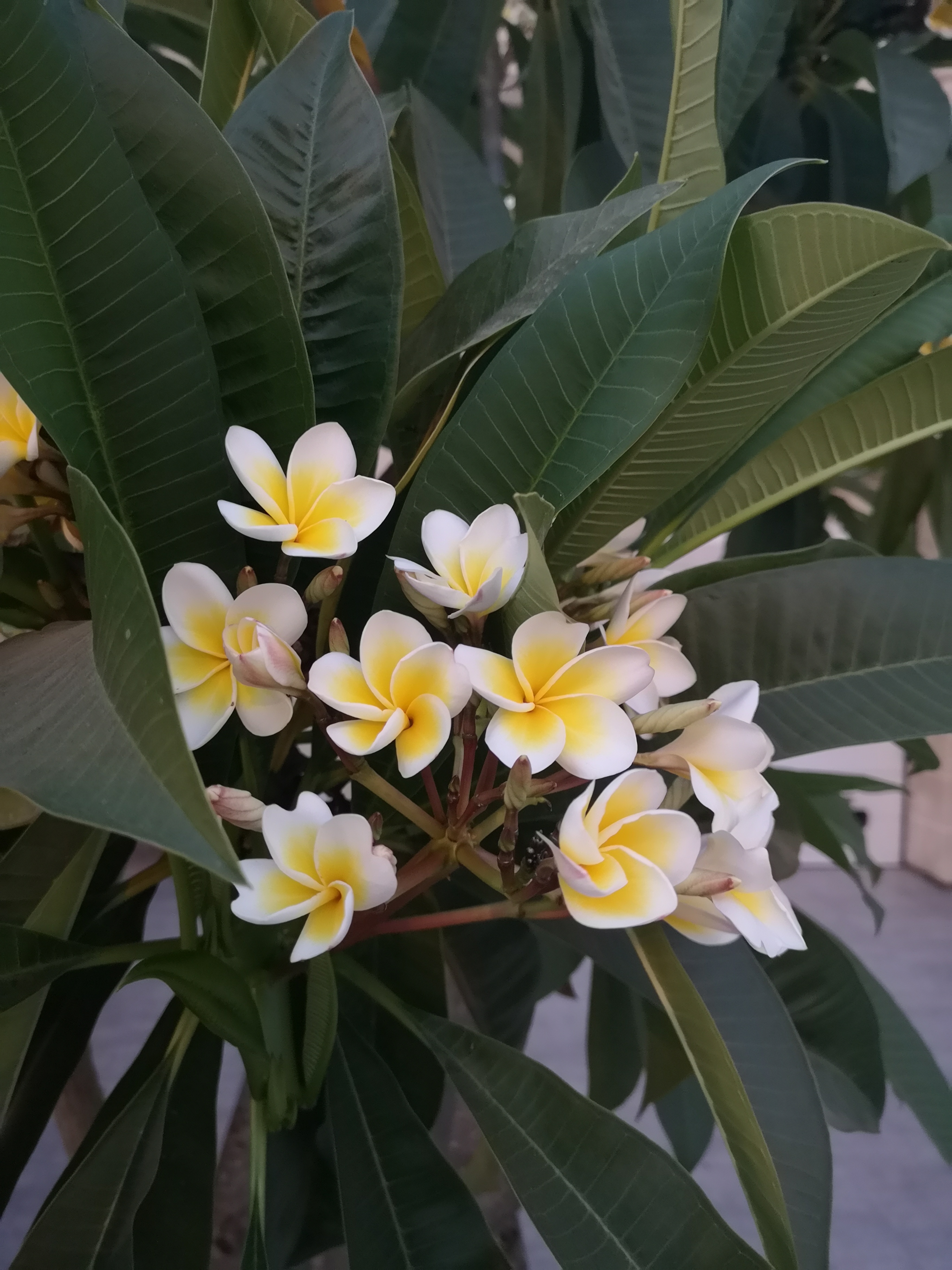 Plumeria (Frangipani)