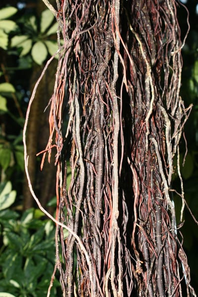 Ficus sylvia