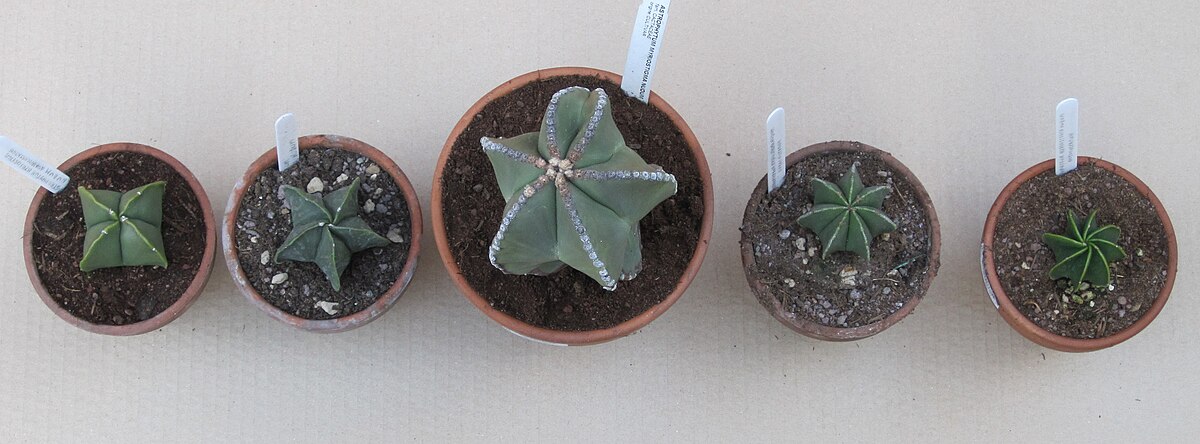 Astrophytum myriostigma