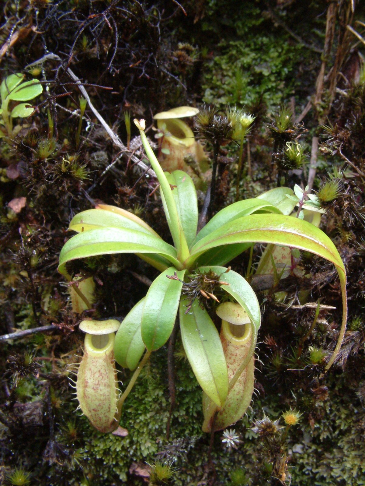 Nepenthes glabrata