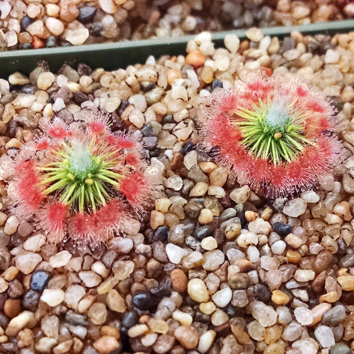 Drosera sargentii