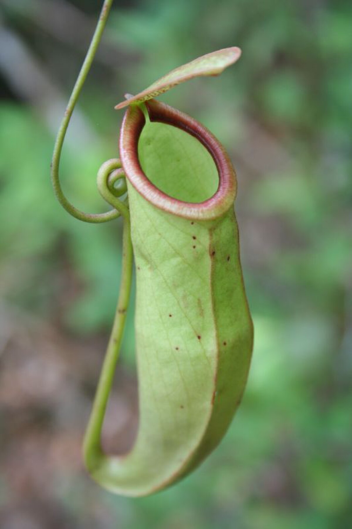Nepenthes Mirabilis