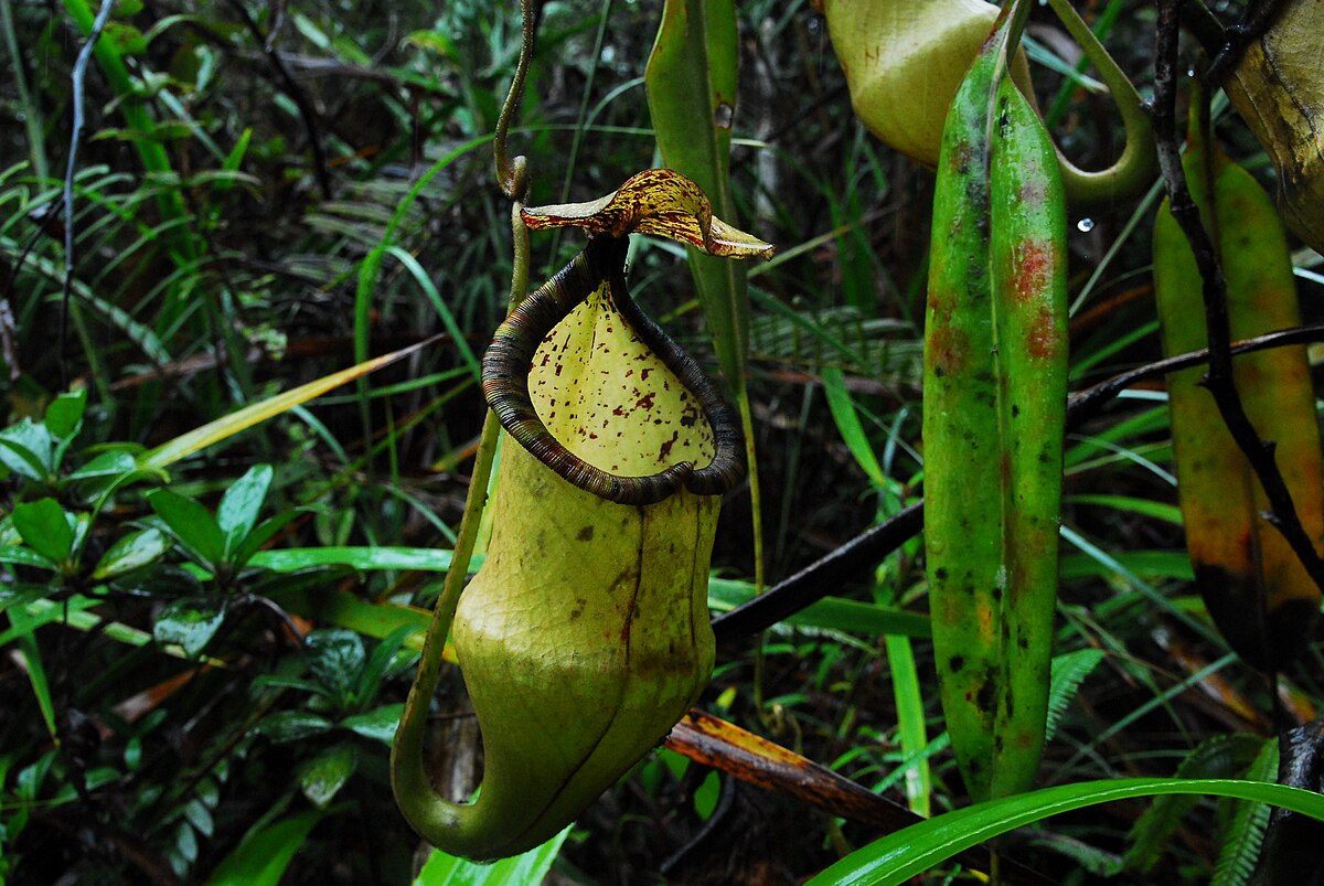 Nepenthes hamiguitanensis