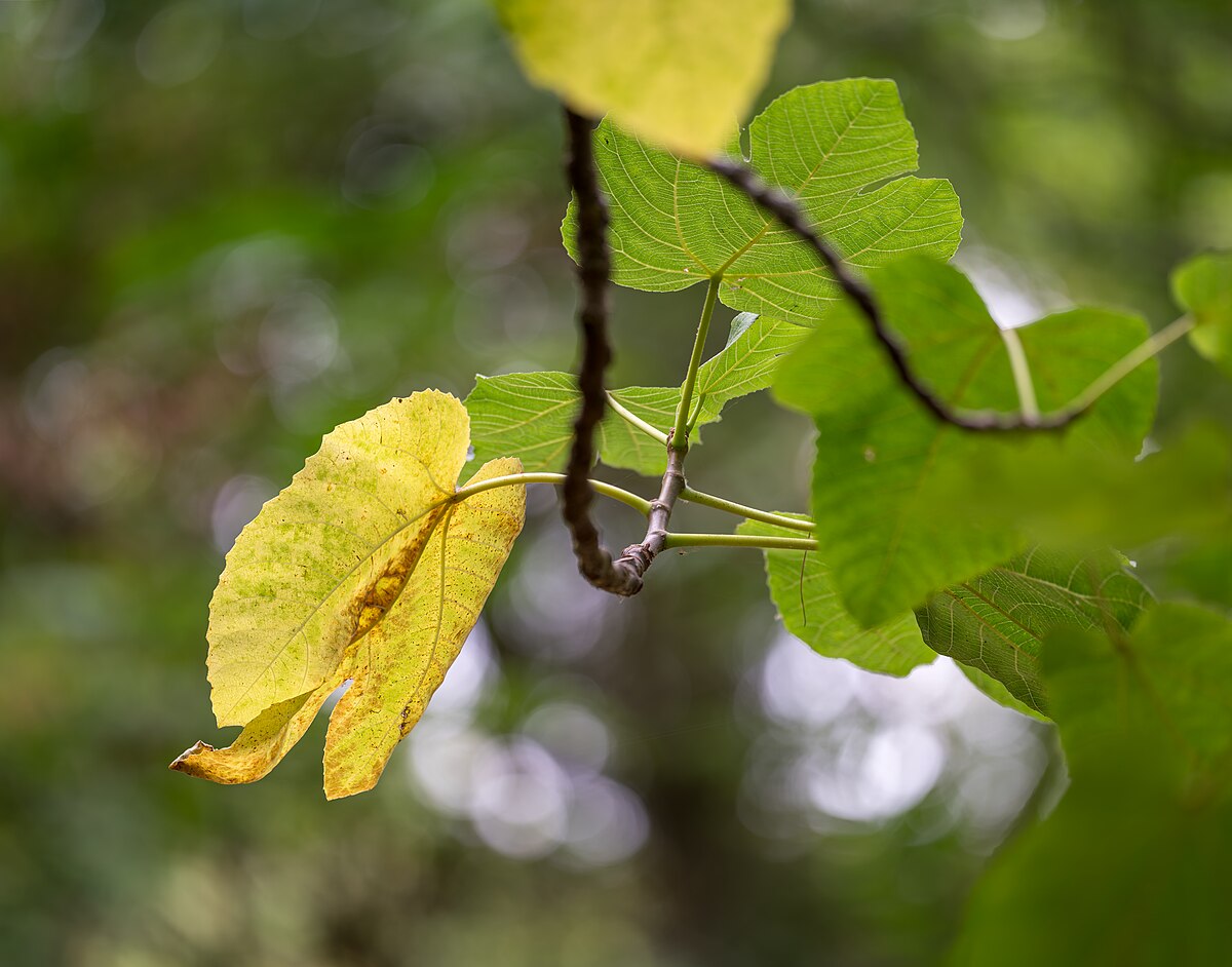 Ficus carica