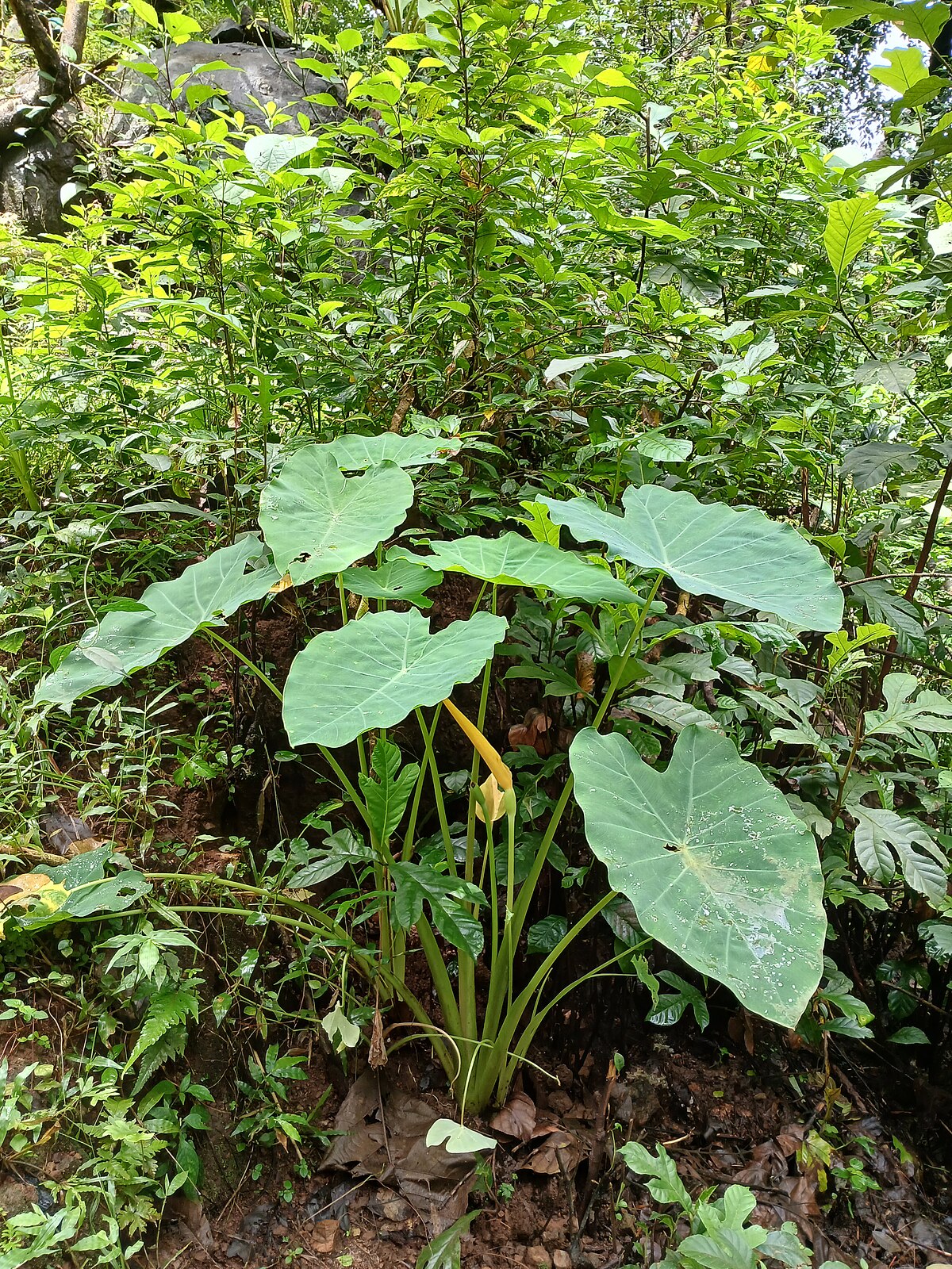 Colocasia esculenta