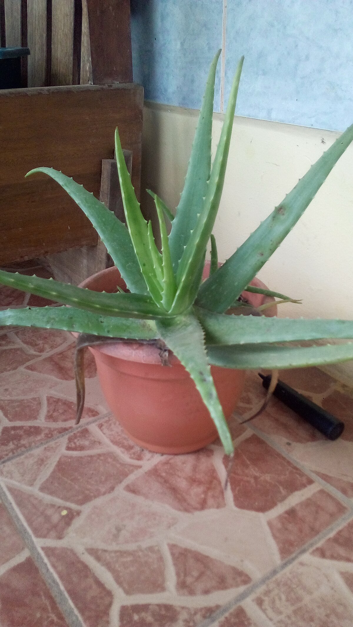 Aloe vera
