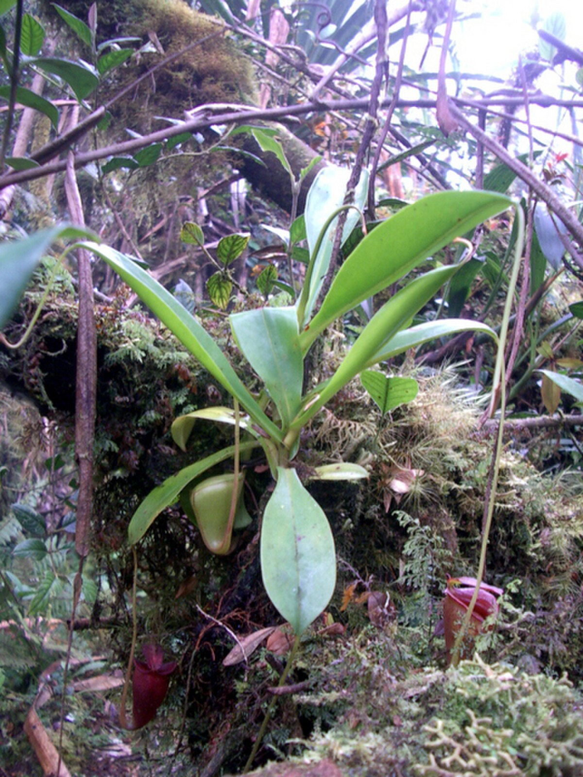 Nepenthes jacquelineae