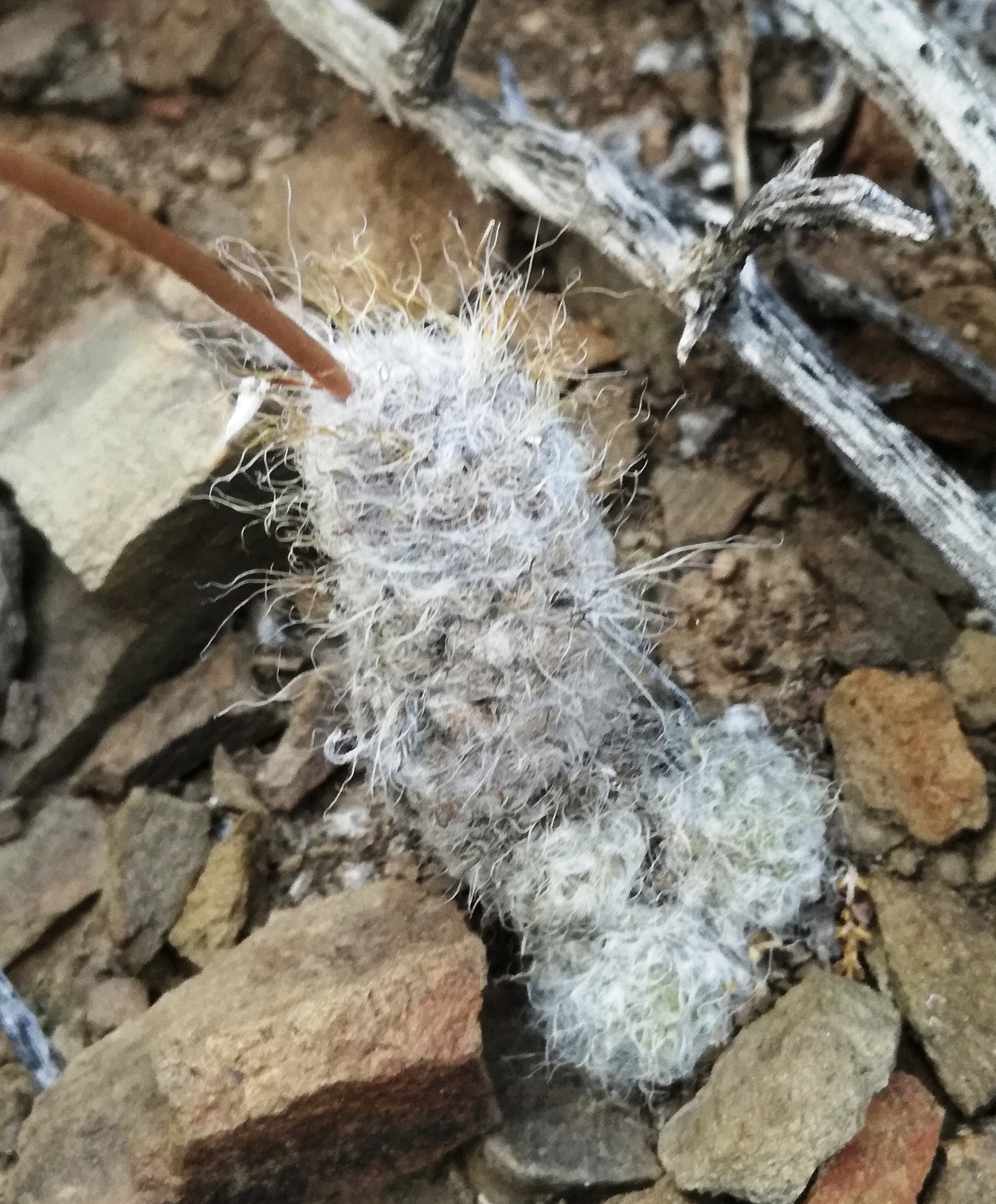 Anacampseros rufescens