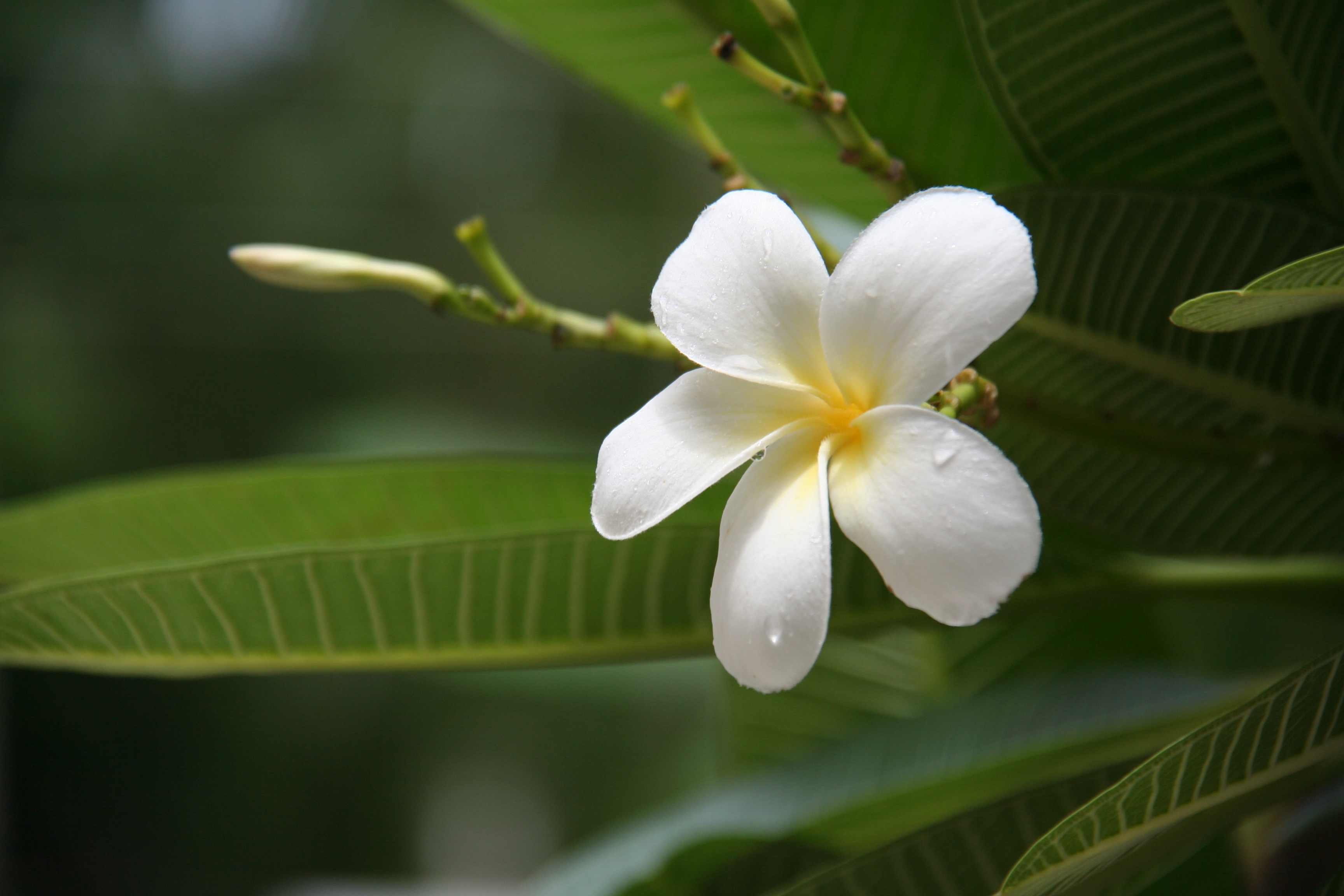 Plumeria (Frangipani)