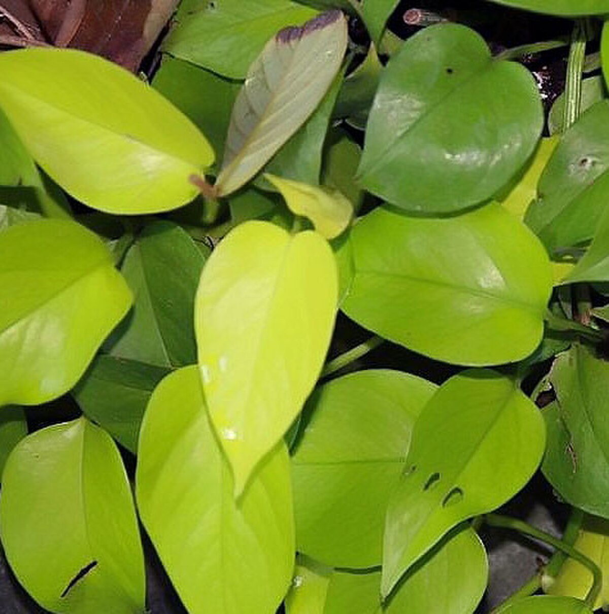 Epipremnum aureum