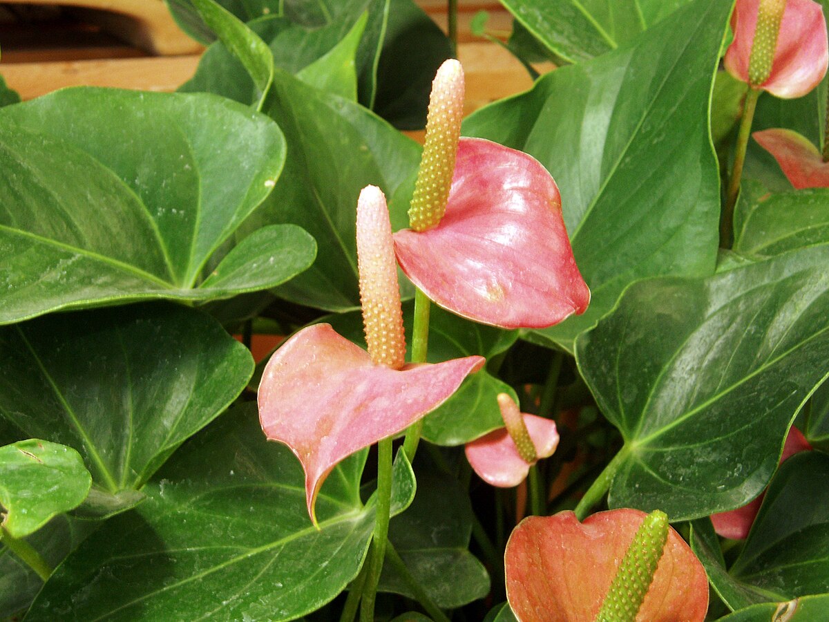 Anthurium andraeanum