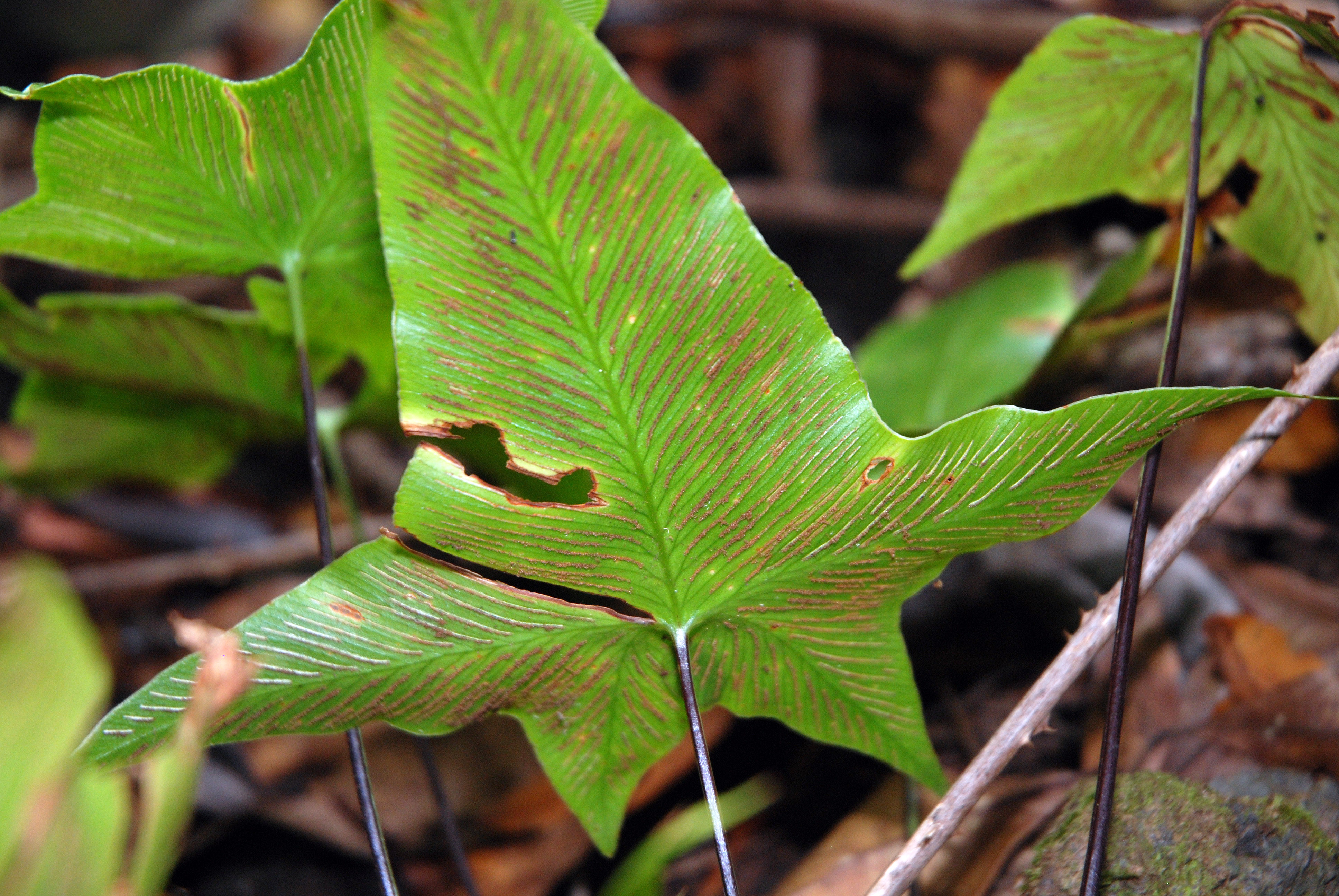 Asplenium peacock