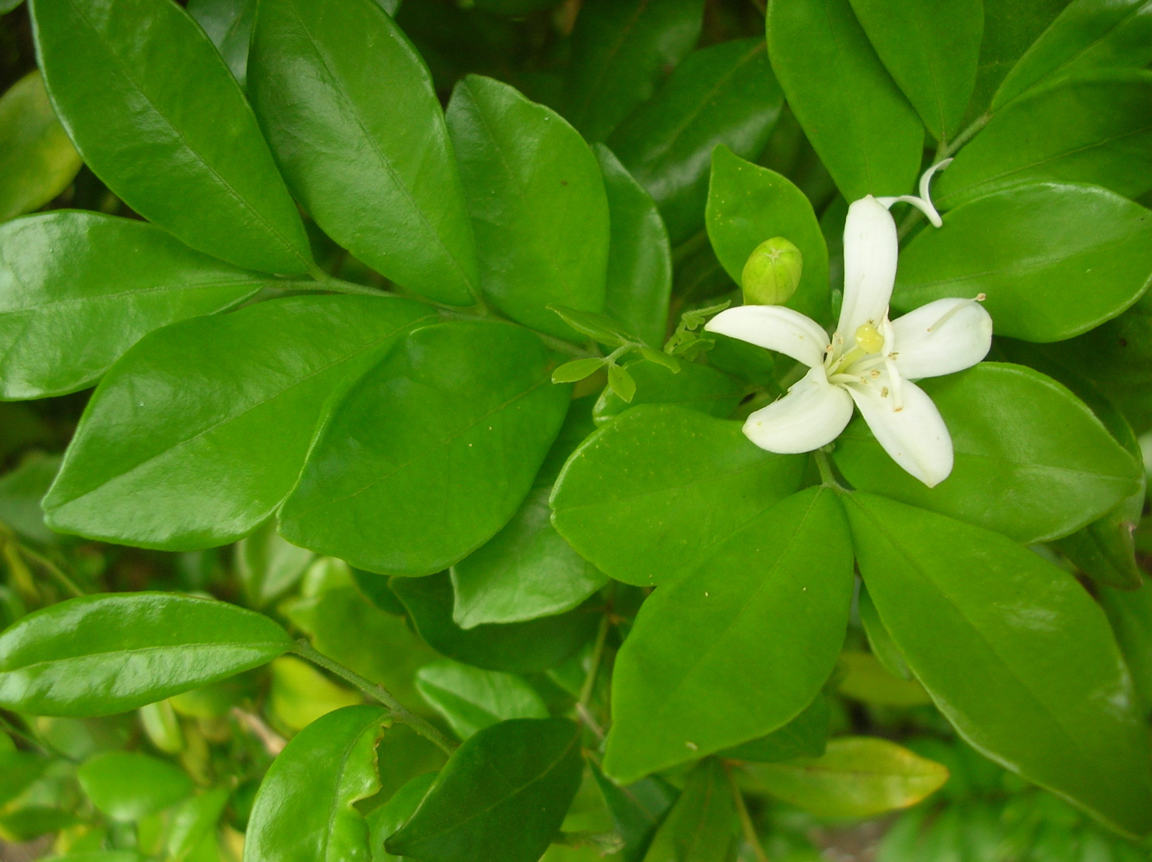 Murraya paniculata