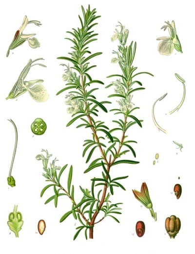 Salvia rosmarinus