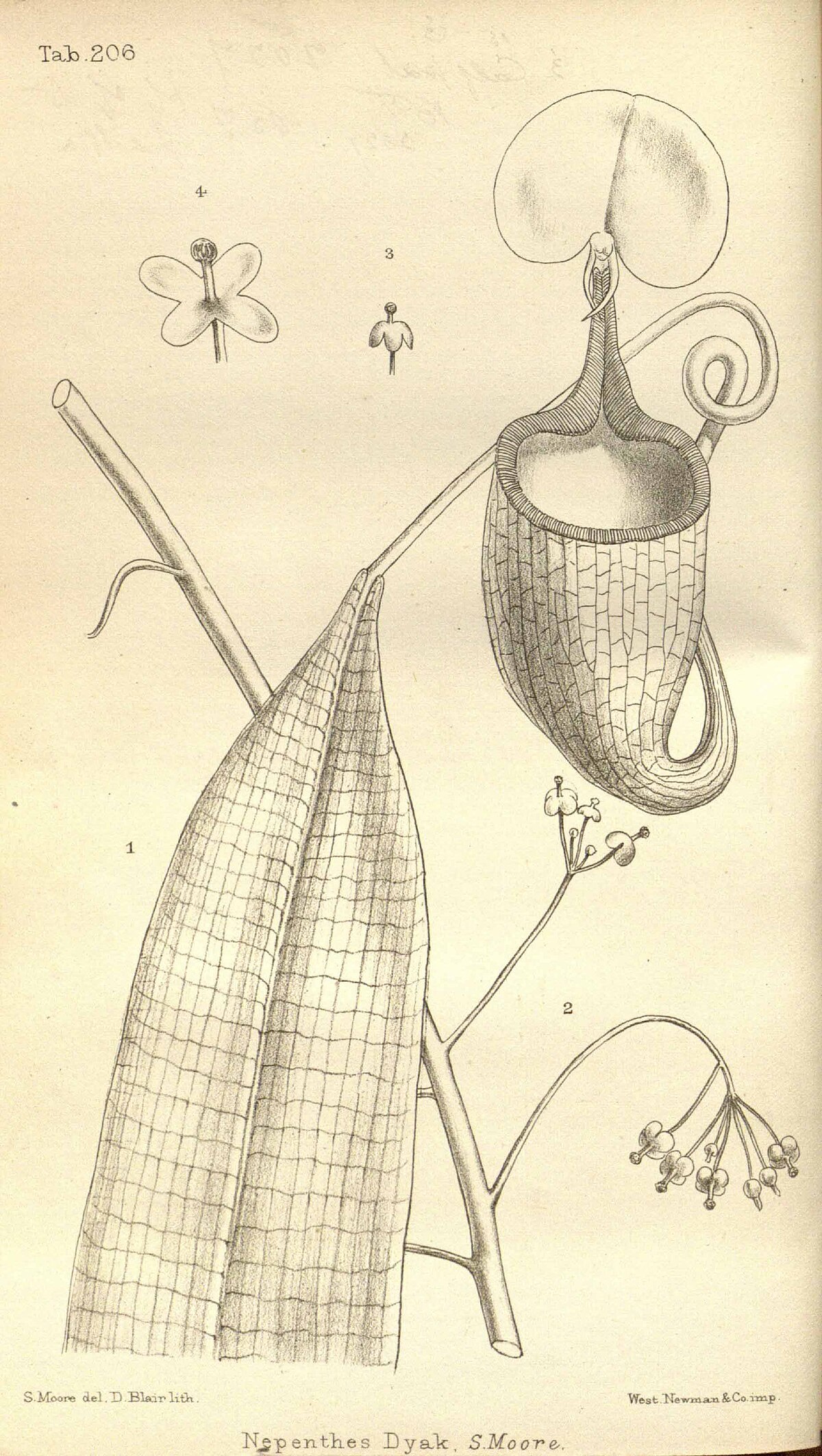 Nepenthes Bicalcarata