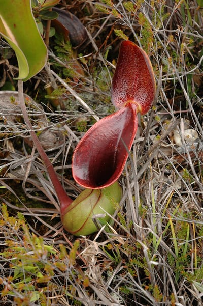 Nepenthes lowii