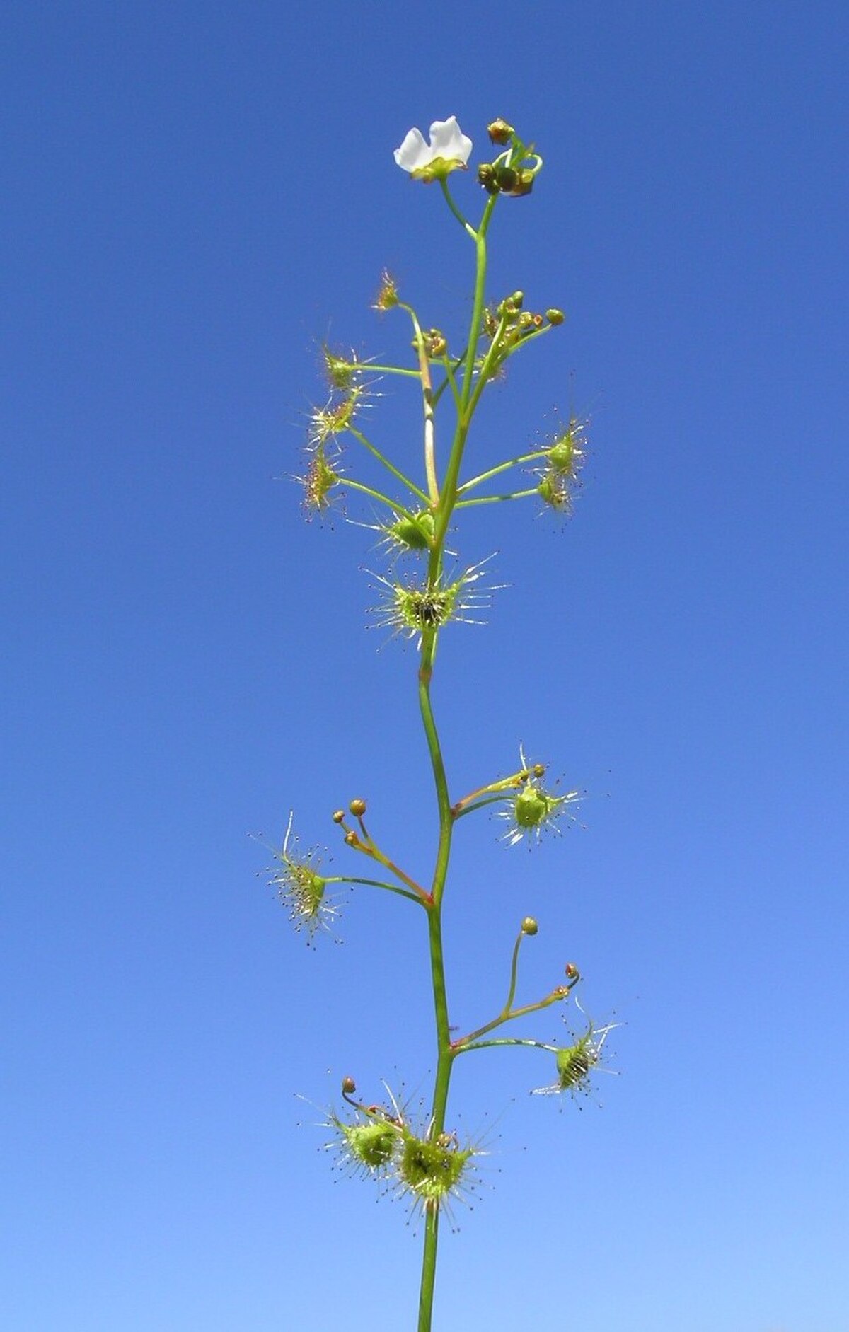 Drosera auriculata