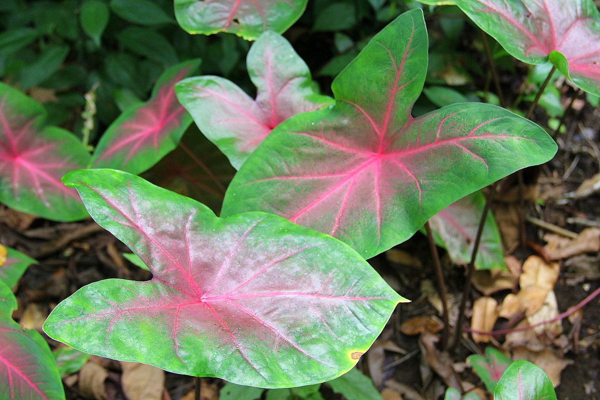 Caladium bicolor