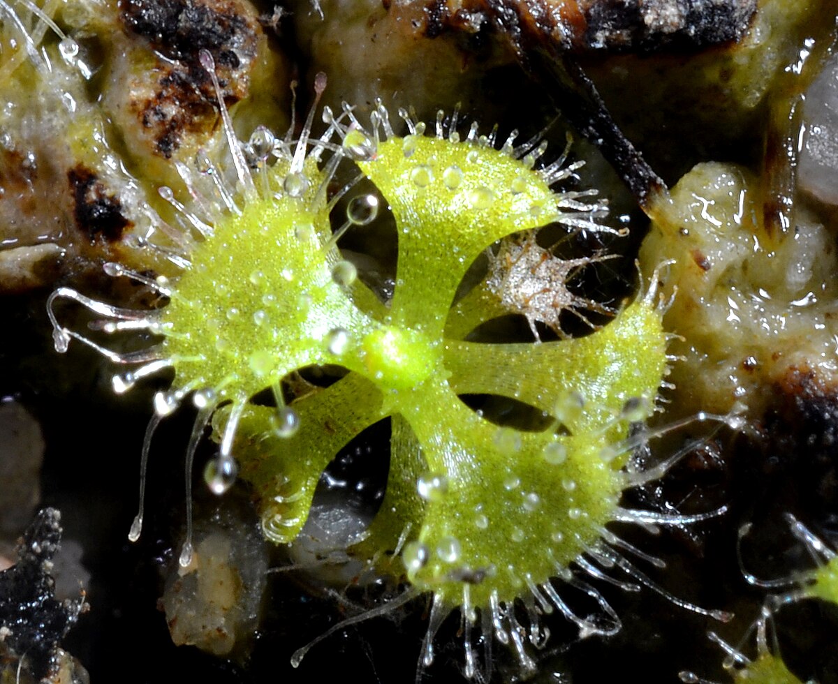 Drosera burmannii