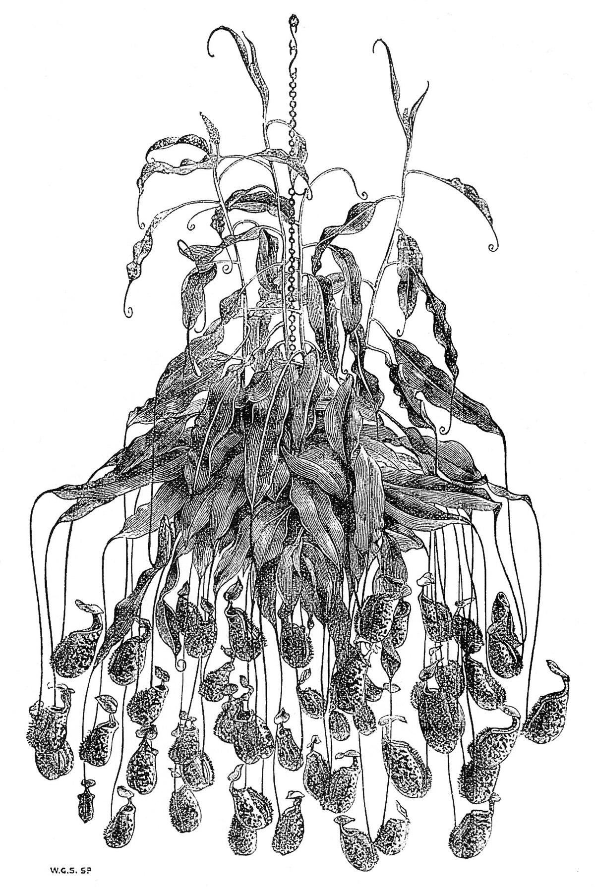 Nepenthes rafflesiana cultivated in England as illustrated in The Gardeners' Chronicle and Agricultural Gazette, 1872.