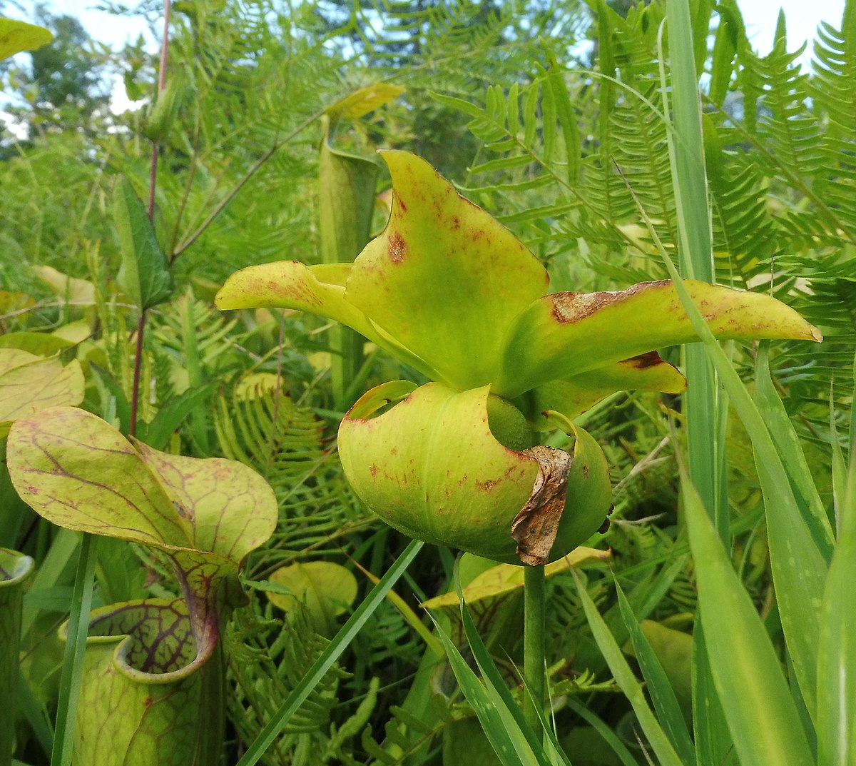 Sarracenia oreophila