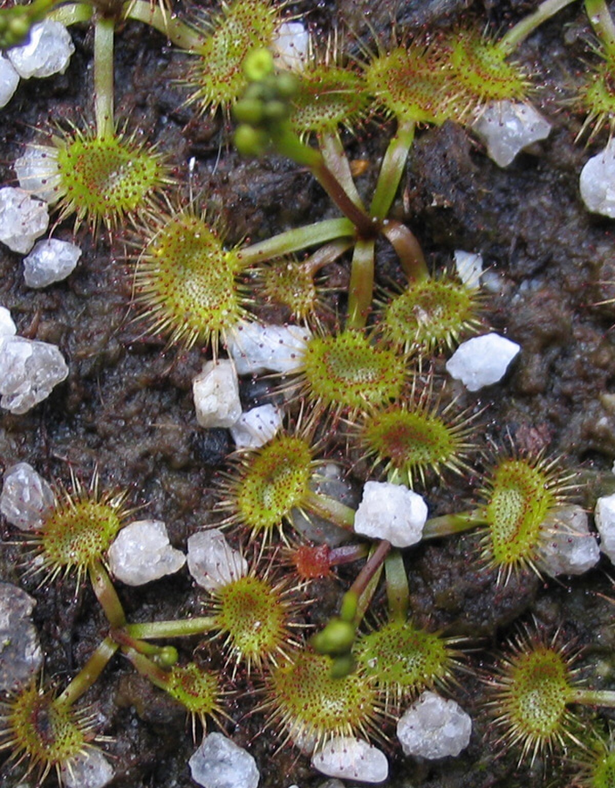 Drosera peltata