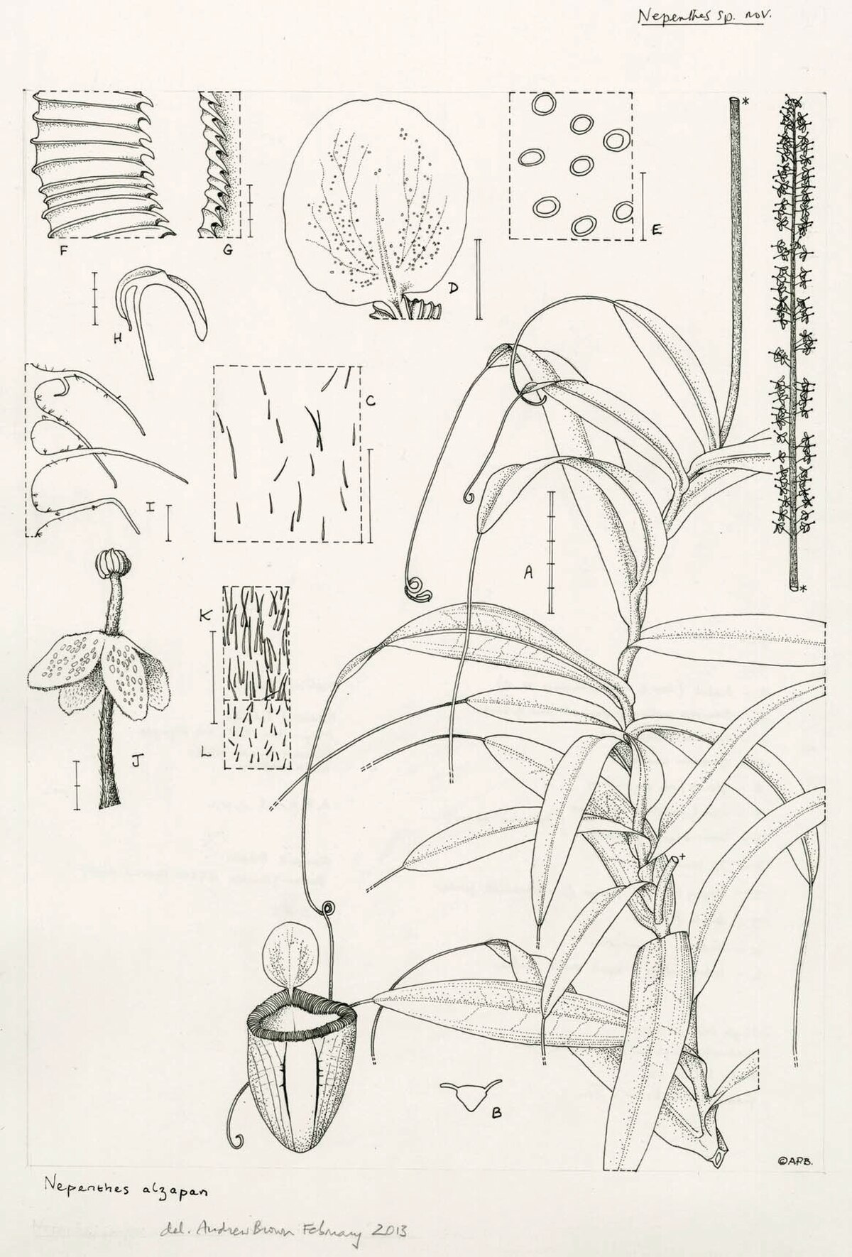 Nepenthes alzapan