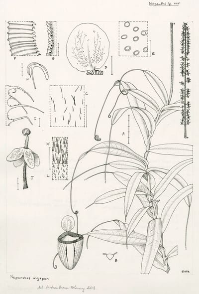 Nepenthes alzapan